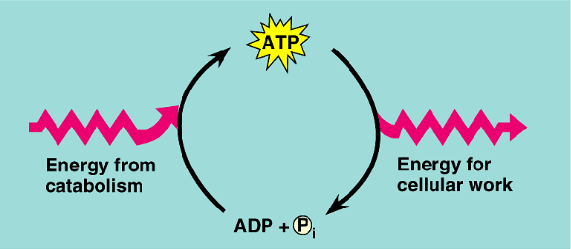 <p>one way to convert glucose to ATP</p><ul><li><p>aerobic</p></li><li><p>makes 36 ATP</p></li></ul><p></p>