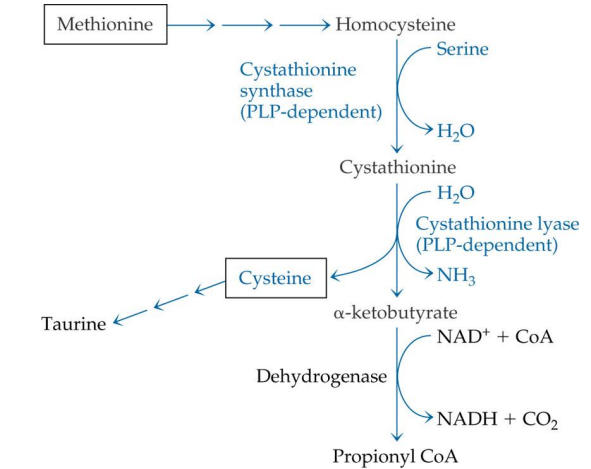 <p><span style="color: purple;">methionine</span></p>