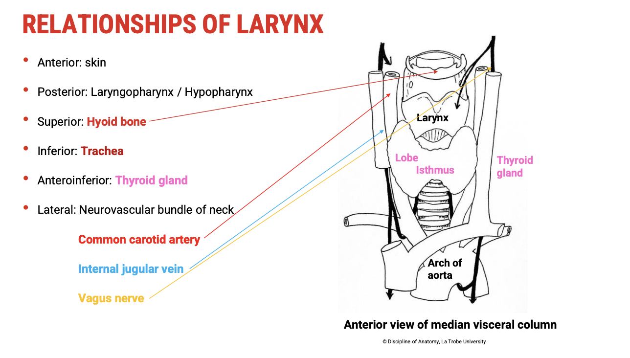 <p><span data-name="x-ray" data-type="emoji">🩻</span><span><strong>&nbsp;Anatomical Diagram Reference</strong></span></p><ul><li><p><span>When viewing a&nbsp;<strong>median visceral column cross-section</strong>&nbsp;of the neck, we see&nbsp;<strong>paired neurovascular bundles</strong>&nbsp;on either side of the larynx and trachea.</span></p></li></ul><p>&nbsp;</p><p><span data-name="shuffle" data-type="emoji">🔀</span><span><strong>&nbsp;Key Components of the Neurovascular Bundles</strong></span></p><ul><li><p><span><strong>Common Carotid Artery</strong></span></p><ul><li><p><span>Major artery supplying&nbsp;<strong>head and neck</strong></span></p></li><li><p><span>Located&nbsp;<strong>medial</strong>&nbsp;in the bundle</span></p></li><li><p><span><strong>Bifurcates</strong>&nbsp;into&nbsp;<strong>internal and external carotid arteries</strong>&nbsp;around the level of the thyroid cartilage</span></p></li></ul></li><li><p><span><strong>Internal Jugular Vein</strong></span></p><ul><li><p><span>Major venous drainage from the&nbsp;<strong>brain and superficial face</strong></span></p></li><li><p><span>Positioned&nbsp;<strong>lateral</strong>&nbsp;to the common carotid artery</span></p></li></ul></li><li><p><span><strong>Vagus Nerve (Cranial Nerve X)</strong></span></p><ul><li><p><span>Sits&nbsp;<strong>between</strong>&nbsp;and slightly&nbsp;<strong>posterior</strong>&nbsp;to the artery and vein</span></p></li><li><p><span>Crucial for&nbsp;<strong>parasympathetic control</strong>&nbsp;and&nbsp;<strong>laryngeal innervation</strong></span></p></li></ul></li></ul><p>&nbsp;</p><p><span data-name="electric_plug" data-type="emoji">🔌</span><span><strong>&nbsp;Laryngeal Innervation by the Vagus Nerve</strong></span></p><ul><li><p><span><strong>Superior Laryngeal Nerve</strong>&nbsp;(branch of CN X)</span></p><ul><li><p><span><strong>External branch</strong>: motor to&nbsp;<strong>cricothyroid muscle</strong>&nbsp;(pitch control)</span></p></li><li><p><span><strong>Internal branch</strong>: sensory to&nbsp;<strong>supraglottic larynx</strong></span></p></li></ul></li><li><p><span><strong>Recurrent Laryngeal Nerve</strong></span></p><ul><li><p><span><strong>Loops around</strong>&nbsp;major arteries (aortic arch on left, subclavian on right)</span></p></li><li><p><span>Ascends in the&nbsp;<strong>tracheoesophageal groove</strong></span></p></li><li><p><span>Motor to&nbsp;<strong>all intrinsic laryngeal muscles</strong>&nbsp;(except cricothyroid)</span></p></li><li><p><span>Sensory to&nbsp;<strong>infraglottic larynx</strong></span></p></li></ul></li></ul><p>&nbsp;</p><p><span data-name="child" data-type="emoji">🧒</span><span><strong>&nbsp;Relevance to Robert’s Voice Disorder</strong></span></p><ul><li><p><span>Any&nbsp;<strong>compression, inflammation, or injury</strong>&nbsp;to these neurovascular structures can affect&nbsp;<strong>laryngeal nerve function</strong>, leading to:</span></p><ul><li><p><span><strong>Weak voice</strong>&nbsp;or&nbsp;<strong>dysphonia</strong></span></p></li><li><p><span><strong>Impaired pitch modulation</strong></span></p></li><li><p><span><strong>Aspiration risk</strong>&nbsp;if sensory nerves are affected</span></p></li></ul></li></ul><p></p>