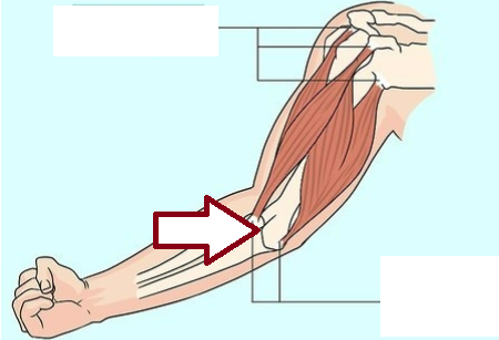 <p>Located opposite the muscle’s origin and attach to the more movable bone. Because of this, they play a key role in producing movement. Typically at the distal end of the muscle and has less muscle mass.</p>