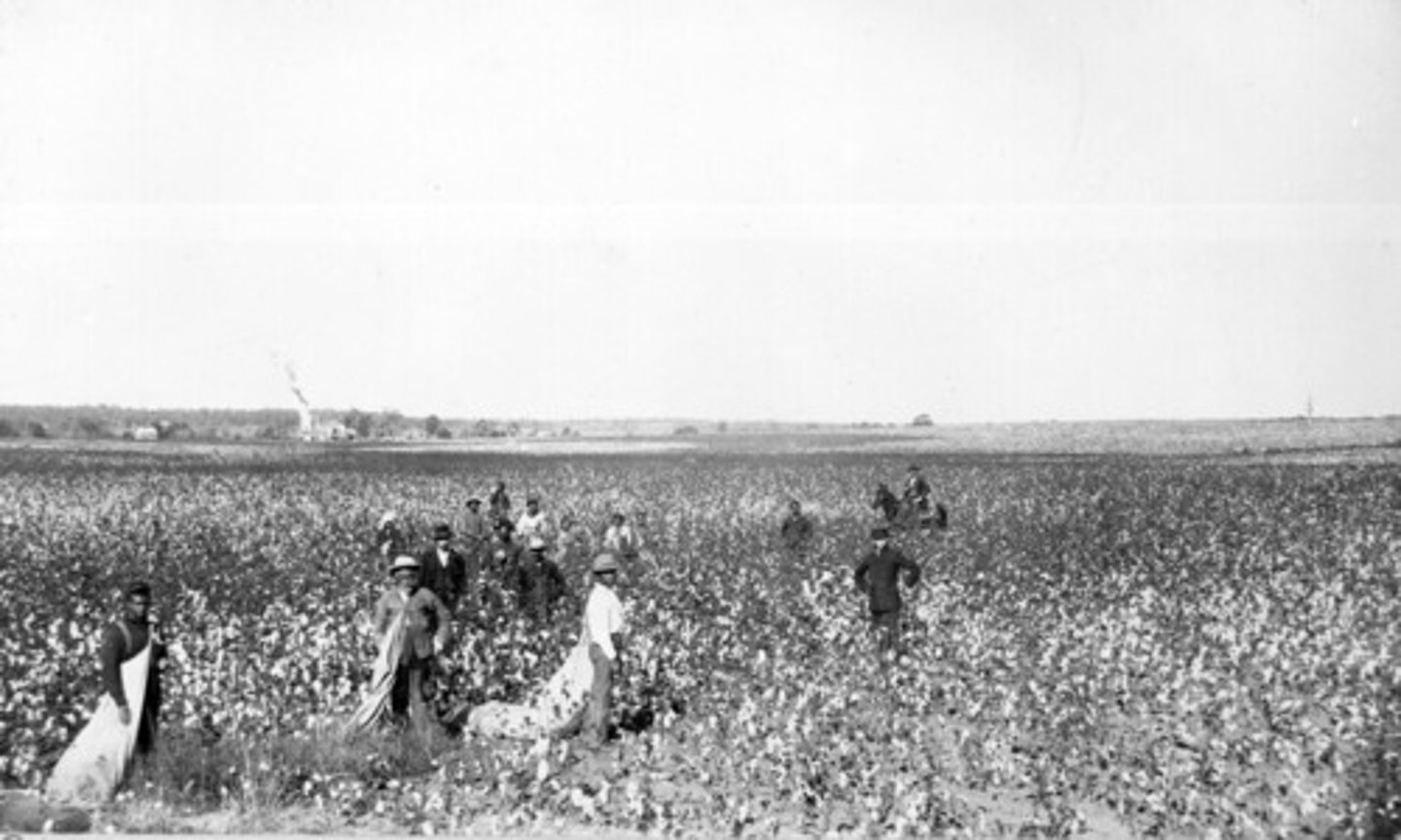 <p>-In the southern and Caribbean British colonies, the British began to force enslaved Africans [slaves] onto large farms where they grew tobacco, sugar, indigo, rice, and later on, cotton</p><p>-These were MASSIVE farms in the South [southern United States today] and Caribbean that used indentured servants and enslaved persons to run for a massive profit</p><p>-These type of farms were extremely profitable and increased British economic hegemony [power] and later on, United States hegemony after the American Revolution</p><p>-The largest and most profitable plantations were often sugar plantations in the Caribbean and Brazil. Cotton in the Southern United States took off the in the late 1700's and early 1800s.</p>
