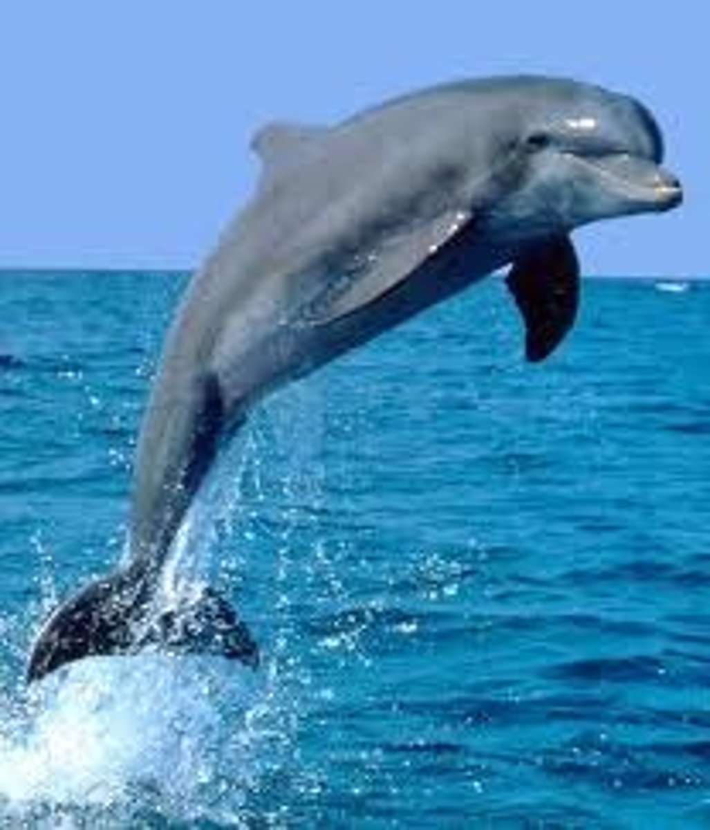 <p>Dolphin</p>