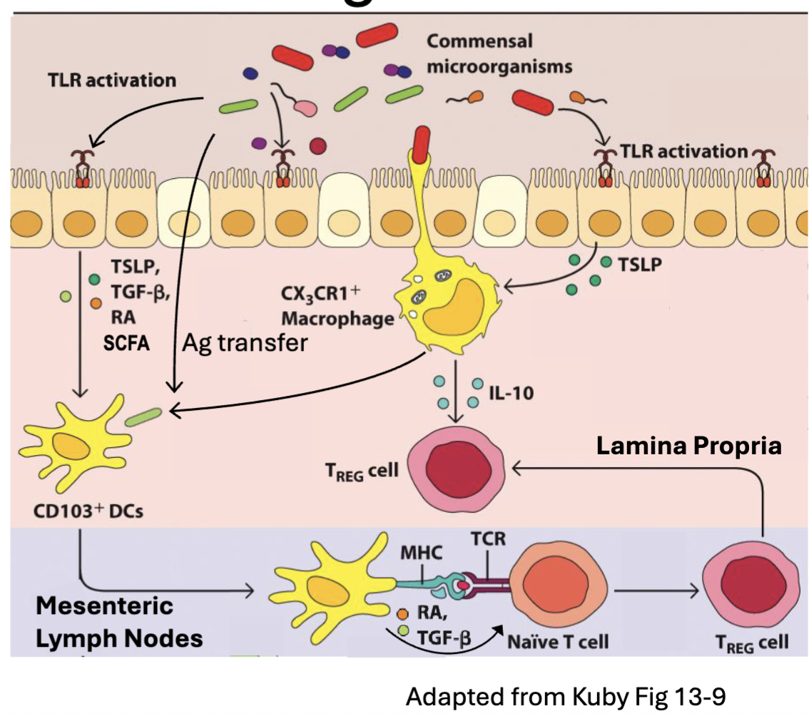 <p><span><strong><span>Regulatory T cells (Tregs)</span></strong><span> – CD4 T cell subset that generates TGFβ and IL-10 → inhibit immune responses</span></span></p><p><span><span>DCs primed in presence of </span><strong><span>TSLP</span></strong><span>, </span><strong><span>TGF</span></strong></span><strong><span>β</span></strong><span><span>, retinoic acid (</span><strong><span>RA</span></strong><span>), short chain fatty acids (</span><strong><span>SCFA</span></strong><span>) take on tolerogenic phenotype (TGF</span></span><span>β</span><span><span>, IL-10, ICOSL) → Treg induction</span></span></p><ul><li><p><span><span>TGF</span></span><span>β</span><span><span> and RA induce the FoxP3 transcription factor (Treg master regulator)</span></span></p></li><li><p><span><span>RA imprinting induces ⍺4</span></span><span>β</span><span><span>7 integrin and CCR9 → T cell homing back to intestinal tissue</span></span></p></li></ul><p><span><span>Tregs maintained by in tissue by IL-10 (and IL-2) → inhibit T effectors</span></span></p><p></p><p>to get tolerance need to make T regs</p><p>need DC to be primed in certain way</p><p>survival signals IL-10 and IL-2 by macrophages</p>