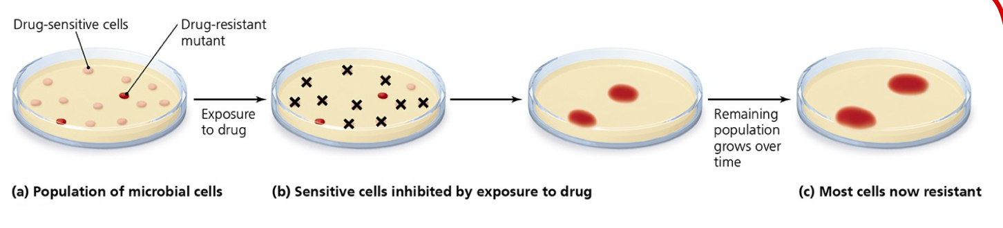 <p>Be able to explain this image of the development of resistance in bacteria.</p>