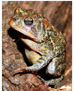 <p>What families do these frogs belong to?</p>