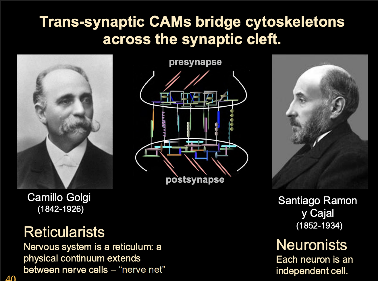 <ul><li><p>raft of synamtogenic signals</p><ul><li><p>work as pre and post synaptic terminals to specific common ‘meeting regions’</p></li></ul></li></ul><p></p>
