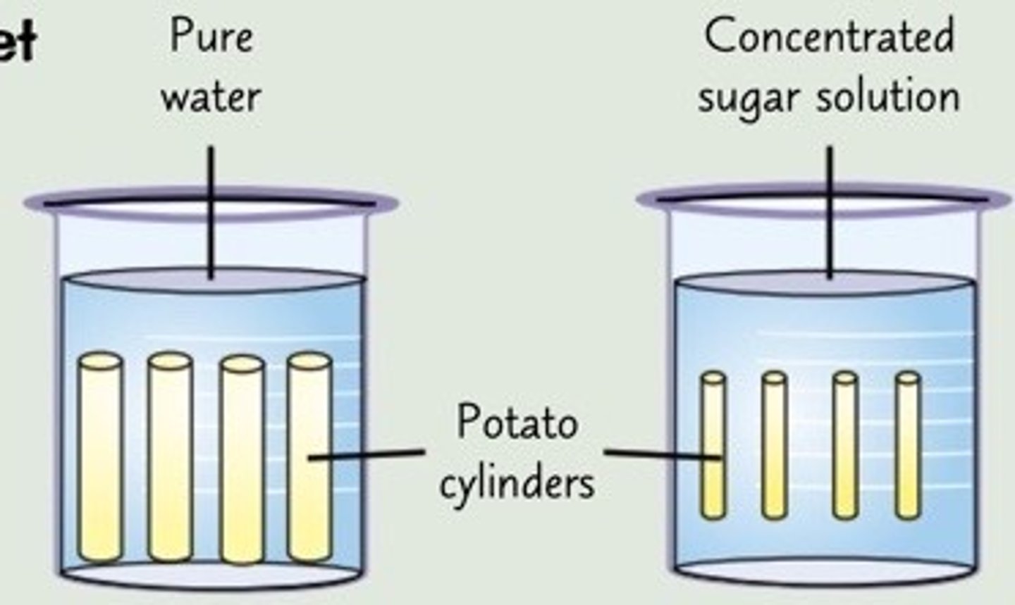 <p>-Prepare sucrose solutions of different concentrations ranging from pure water to very concentrated sucrose solution.</p><p>-Use a cork borer to cut a potato into the same size pieces, 1cm pieces of potato</p><p>-Divide the cylinders into groups of three and use a mass balance to measure the mass of each group.</p><p>-Place one group in each solution</p><p>-Leave the cylinders in solutions for at least 40 minutes (making sure they all get the same amount)</p><p>-Remove the cylinders and pat dry gently with a paper towel. This removes excess water from the surface of the cylinders, so you get more accurate measurements of their final masses.</p><p>-Weigh each group again and record your results.</p><p>-The only thing that you should change in the experiment is the sucrose solution. Everything else keep the same</p>