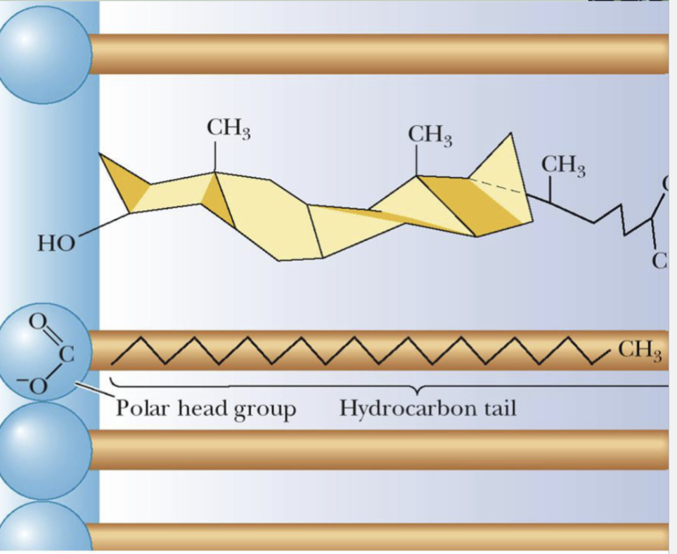 <p>Presence of cholesterol in the membrane will reduce the fluidity by stabilizing extended chain conformations in the hydro carbon tails of the fatty acids as a result of Van der Waals interactions</p>