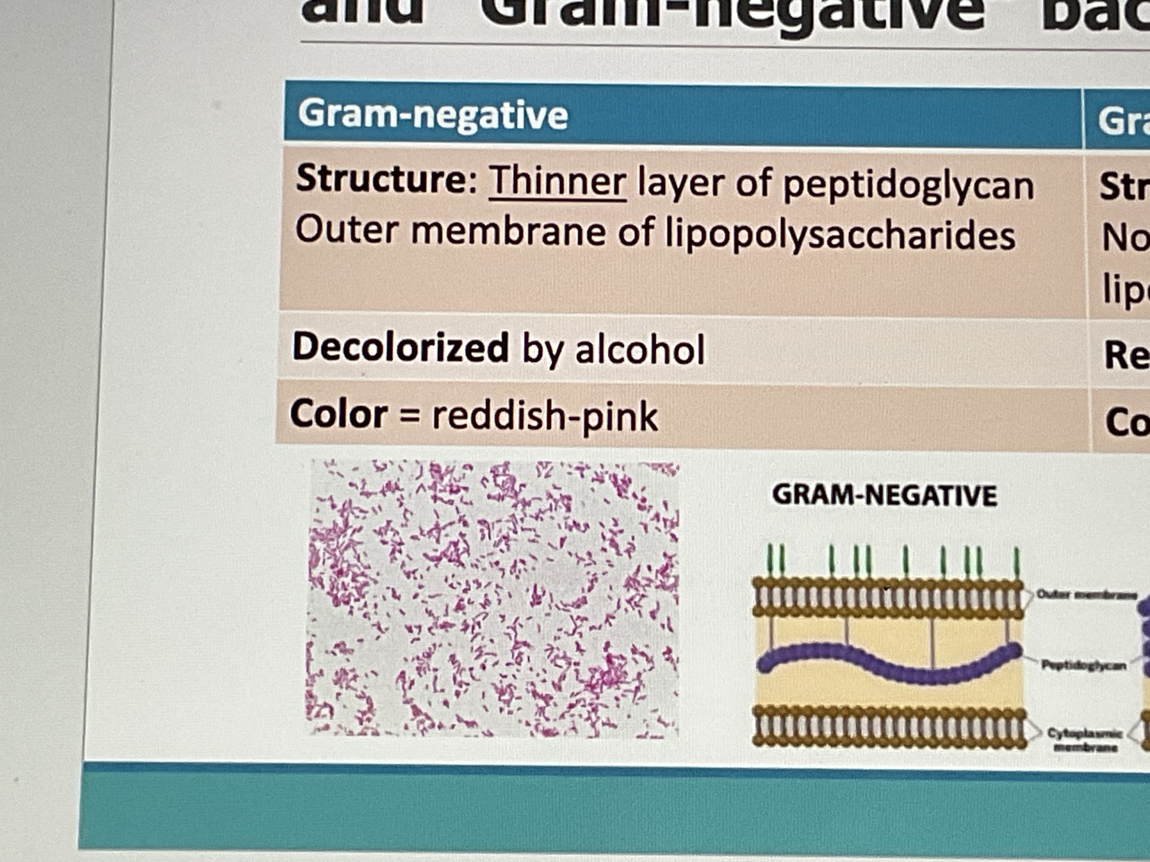 <ul><li><p>Structure- thin peptidoglycan, outermembrane of lipopolysaccharides</p></li><li><p>Decolorized by alcohol</p></li><li><p>Color: pink</p></li><li><p>“Sandwich”</p></li></ul><p></p>