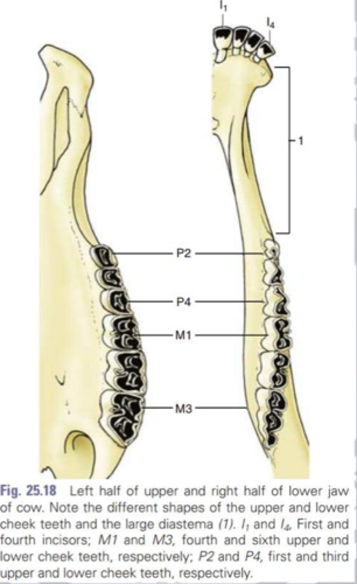 <p>recongize classifications of ruminant teeth</p>