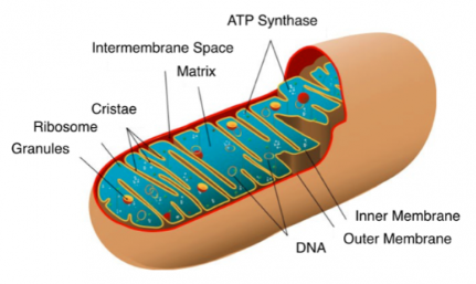 <ul><li><p>double membrane: outer membrane + folded inner membrane</p></li><li><p>matrix contains enzyme &amp; some DNA</p></li><li><p>they produce ATP</p></li></ul>