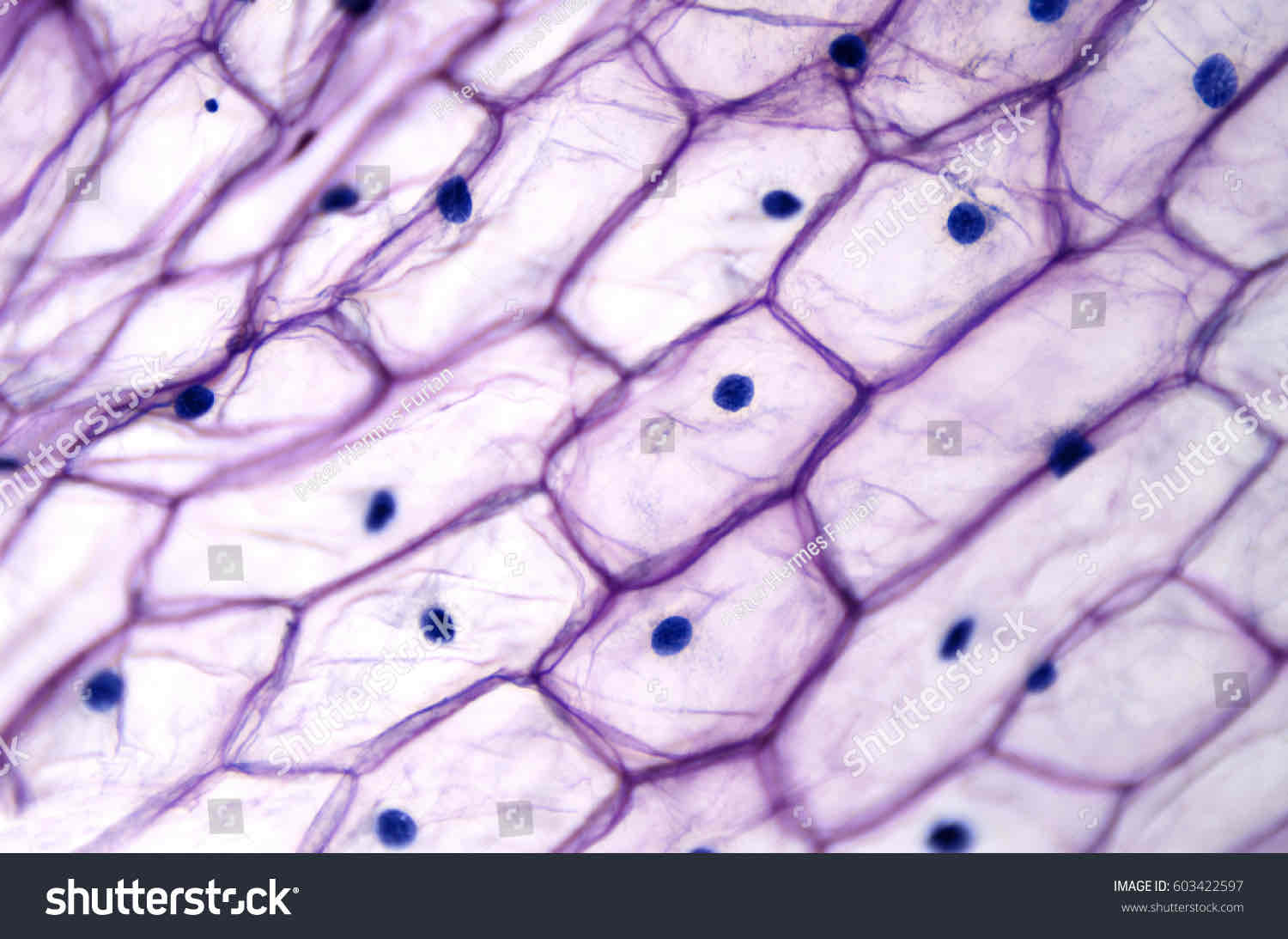 <p>microscope w/ image formed by 2 lenses focusing light</p>