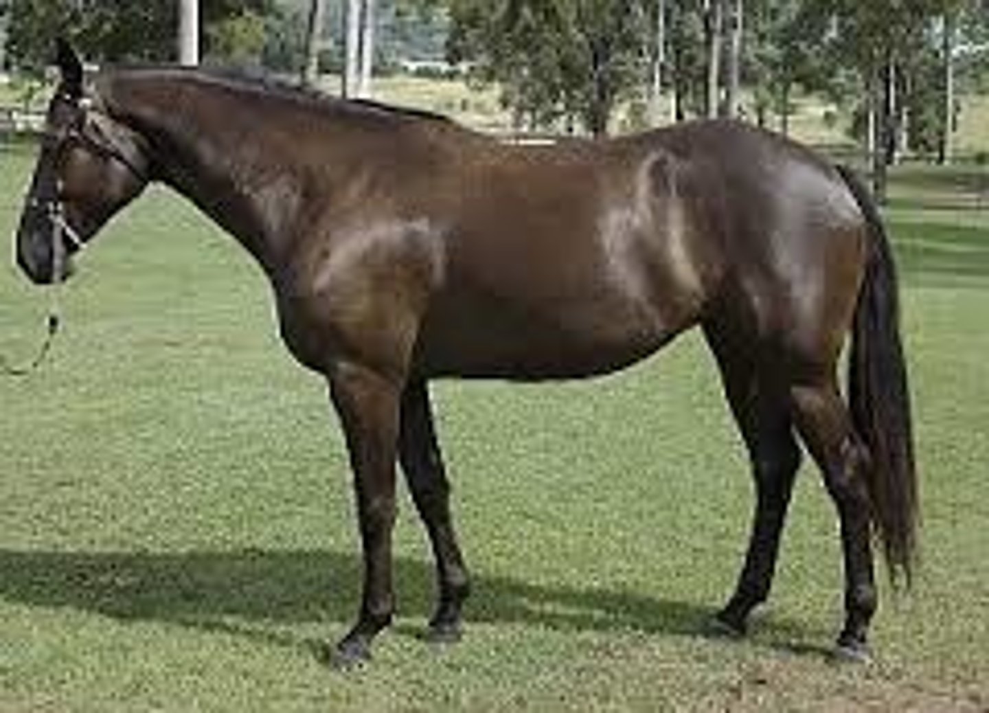 <p>male horse castrated (best thing to do for a male) before reaching sexual maturity</p>