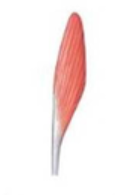 <p>extensor digitorum muscle</p>