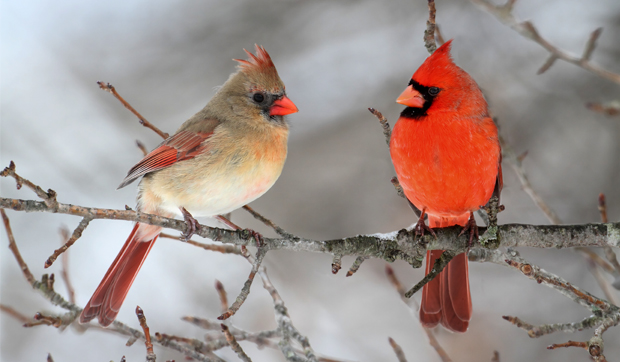 <ul><li><p>Larger</p></li><li><p>Crest on head</p></li><li><p>Red beak, black face</p></li><li><p>Males bright red</p></li><li><p>Females brown and muted red</p></li></ul><p></p>