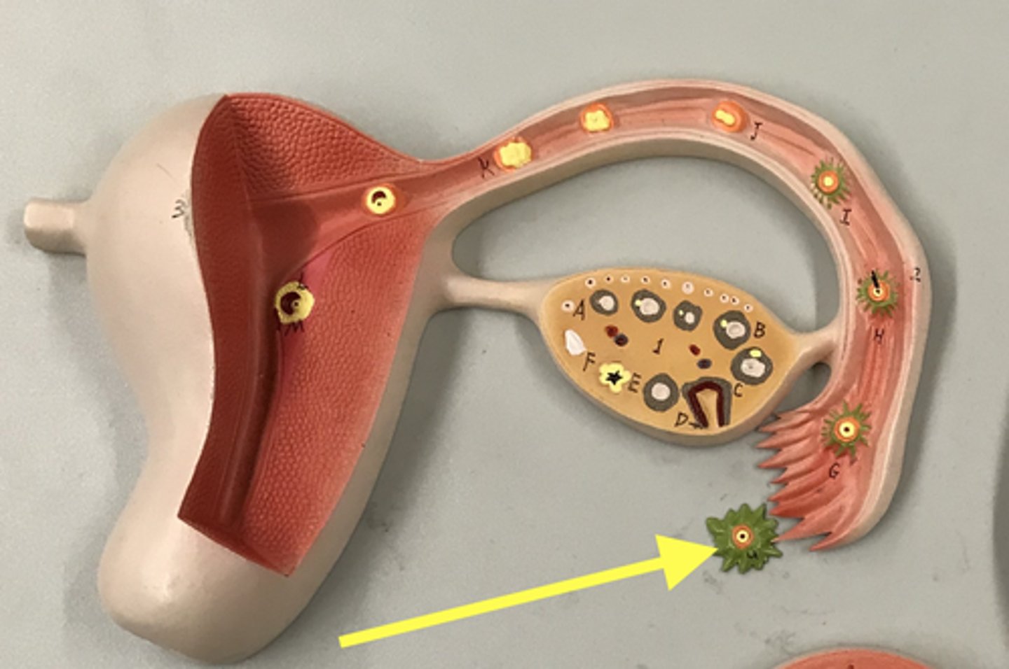 <p>Layer of cells that surrounds the oocyte when it is ovulated that protect the egg</p>