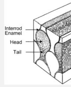 <p>rod orientation of each part of the crystal </p>