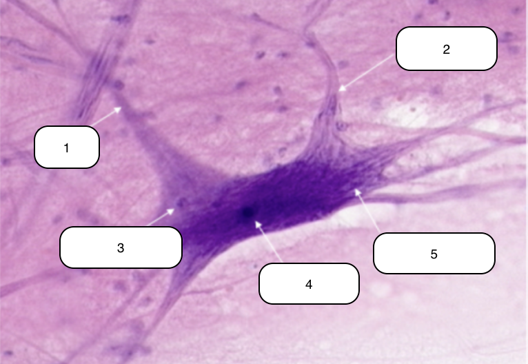 <p>Identify the structure labeled #4</p>