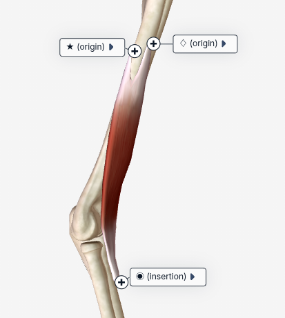<p>It is the connection to the bone that does NOT move with the contraction of the muscle&nbsp;</p>