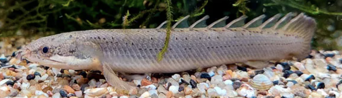 <p>bichirs and reedfish</p><p></p><p>Key traits:</p><ul><li><p>14 species</p></li><li><p>ganoid scales, 5-18 dorsal finlets,&nbsp;‘lungs’ (can breathe air), lobed pectorals, spiracles, maxilla fused to skull, spiral valve, no branchiostegals, 2 gular plates&nbsp;</p></li></ul><p></p>