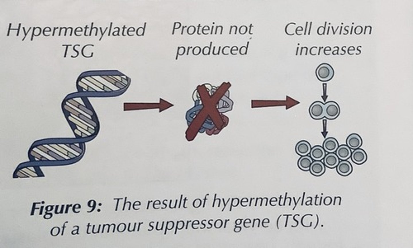 <p>Avy is silenced .... No pheomelanin made from this allele</p><p>BUT the A allele is expressed normally</p>