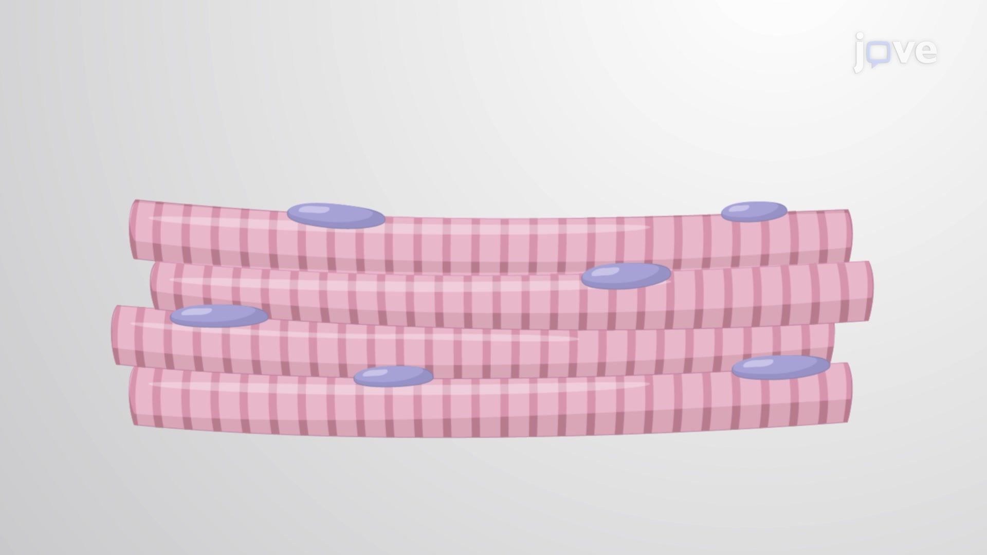 <ul><li><p>voluntary constriction</p></li><li><p>striated</p></li><li><p>paired - one right and one left</p></li><li><p>predominant type of muscle in speech/swallowing</p></li><li><p>innervated by the somatic division of the peripheral nervous system</p></li><li><p>two points of attachment: origin and insertion</p><ul><li><p>structures are linked through muscle fibers (name is a combination of origin and insertion)</p></li></ul></li></ul><p></p>
