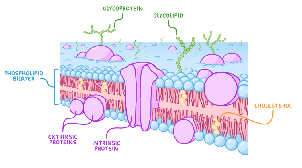 <p>Phospholipid bilayer</p><p>Cholesterol to add stability</p><p>Proteins </p><p>Glycoproteins </p><p>Glycoliopids</p><p></p>