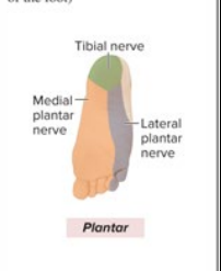 <p>Sensory: Heel, plantar foot</p><p>Motor: all posterior leg muscles; plantar flexion, inversion, flex digits</p>