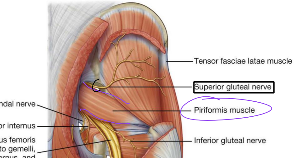 <p>Superior gluteal n. (sacral plexus)</p>