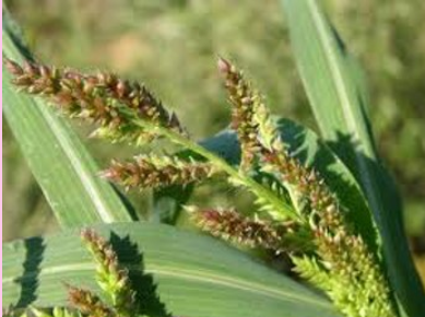 <p>What is the genus of this plant?</p><p></p>