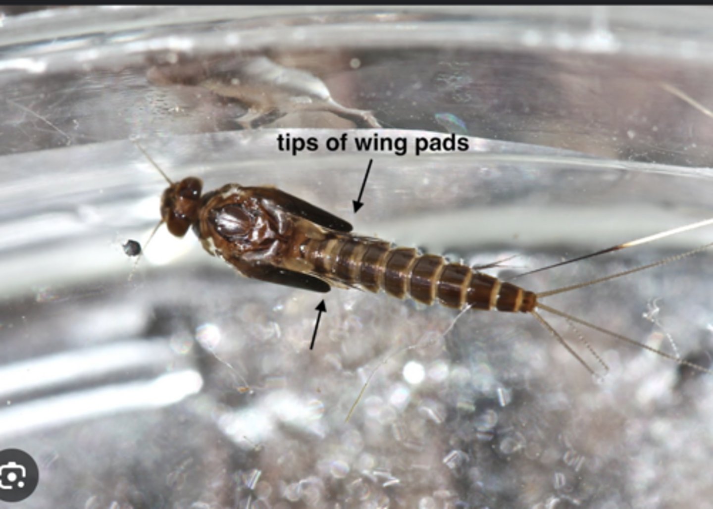 <p>Developing wings of immature nymphs in hemimetabolous insects.</p>
