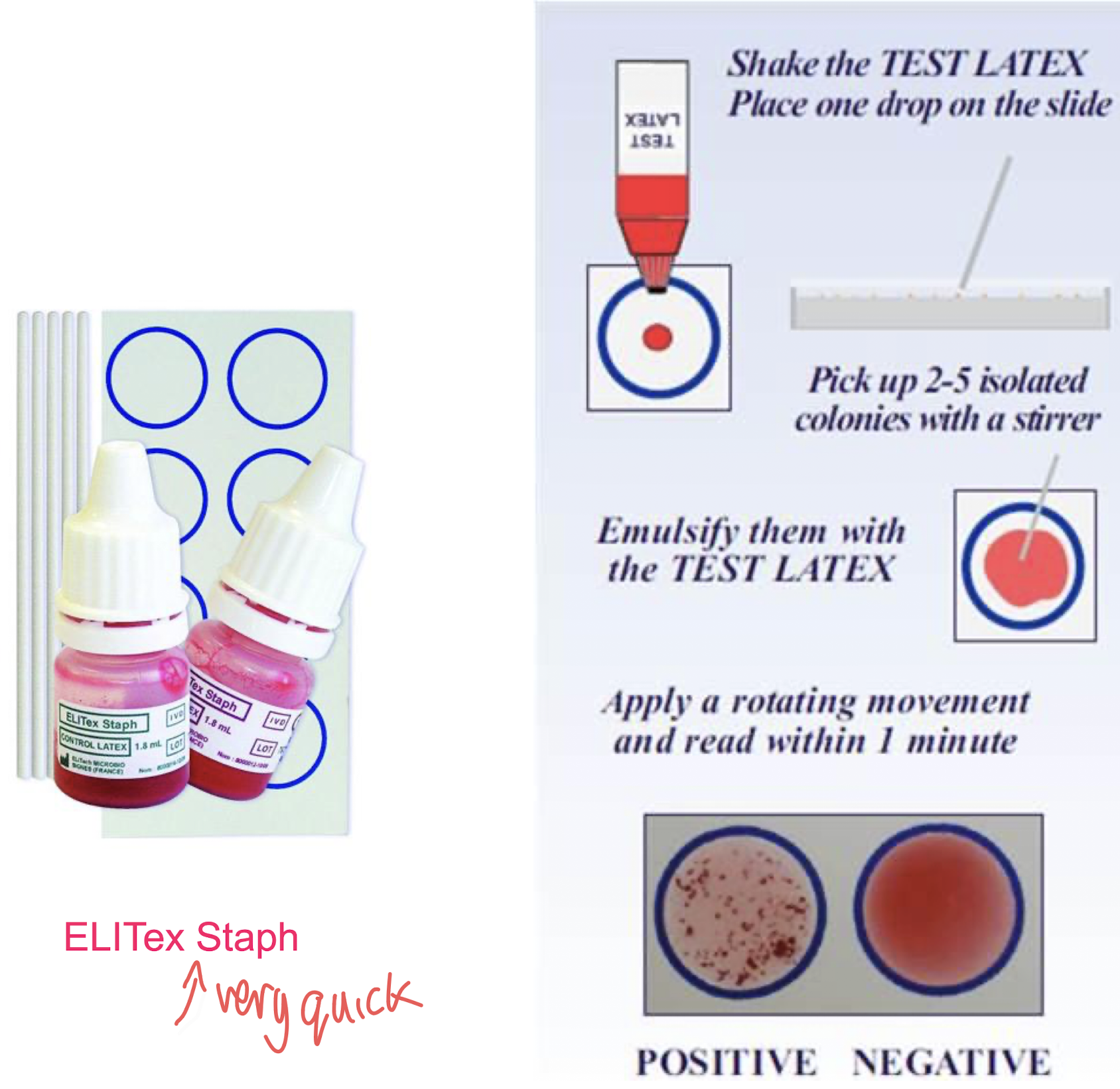 <p>• Detect the presence of <strong>protein A and clumping factor.</strong></p><p>• Artificially constructed particles coated <strong>with IgG and fibrinogen.</strong></p><p>• <strong>Latex particles <u>rapidly agglutinate</u> to form visible clumps</strong></p><p>• Allow for rapid detection in hospital settings and clinical labs. </p>