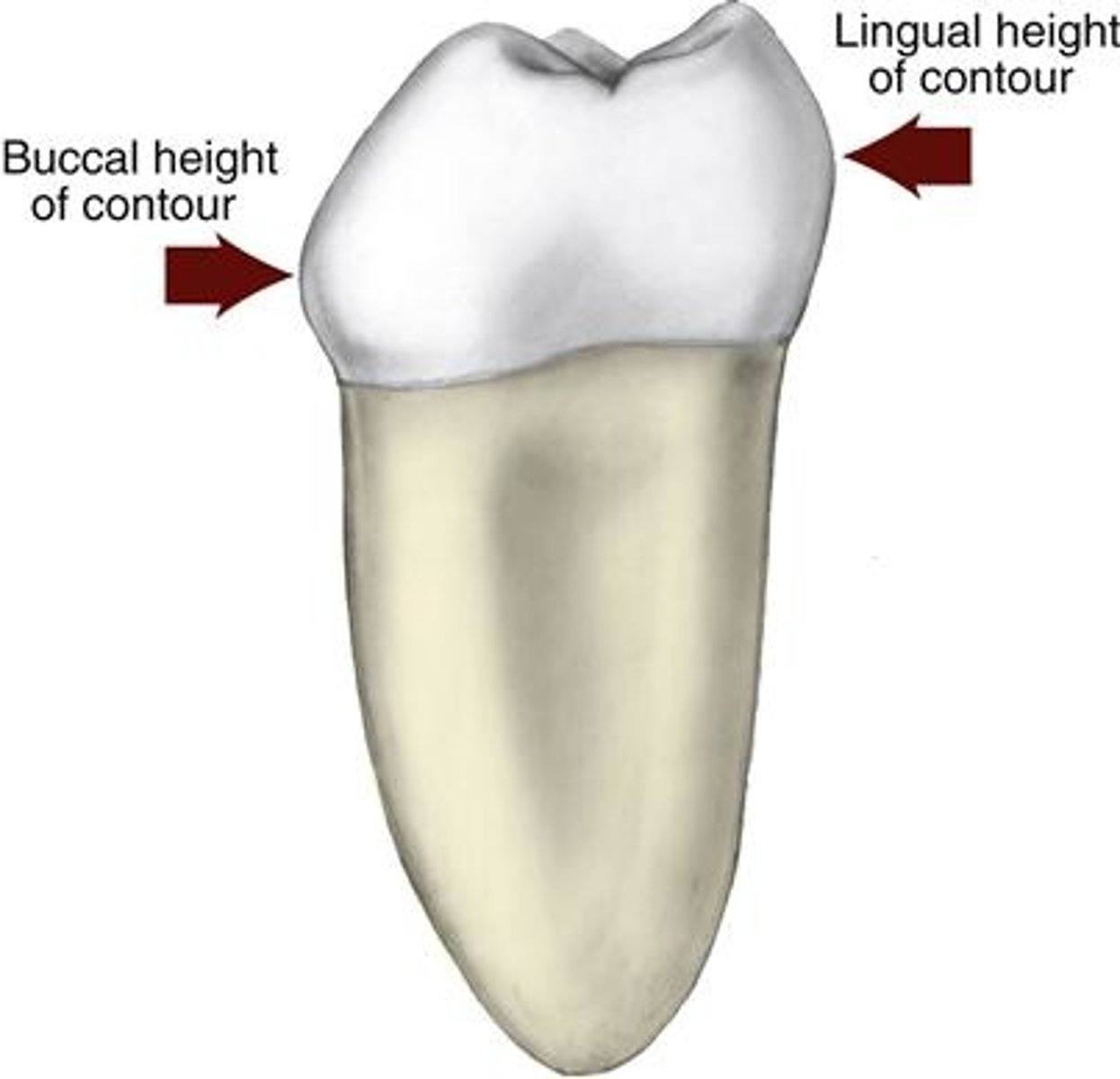 <p>middle third (as on all posterior teeth)</p><p>Think: LM - Like Mike - lingual, middle</p>