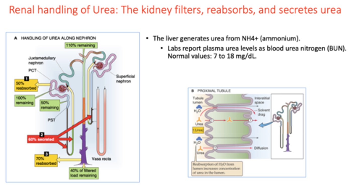 <p>filtration</p><p>reabsorption</p><p>secretion</p>