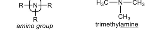 <p>amino group</p>