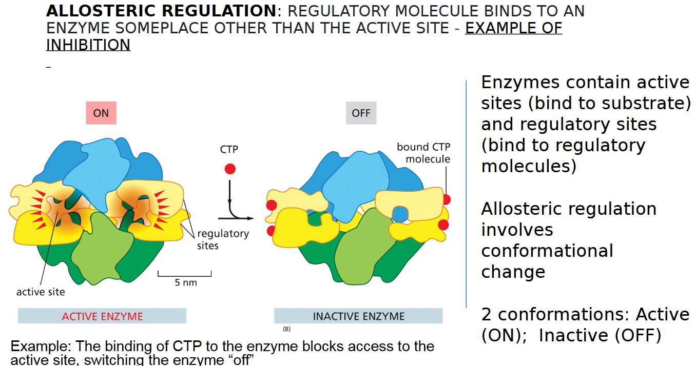 <p>REGULATORY MOLECULE BINDS TO AN<br>ENZYME SOMEPLACE OTHER THAN THE ACTIVE SITE </p>