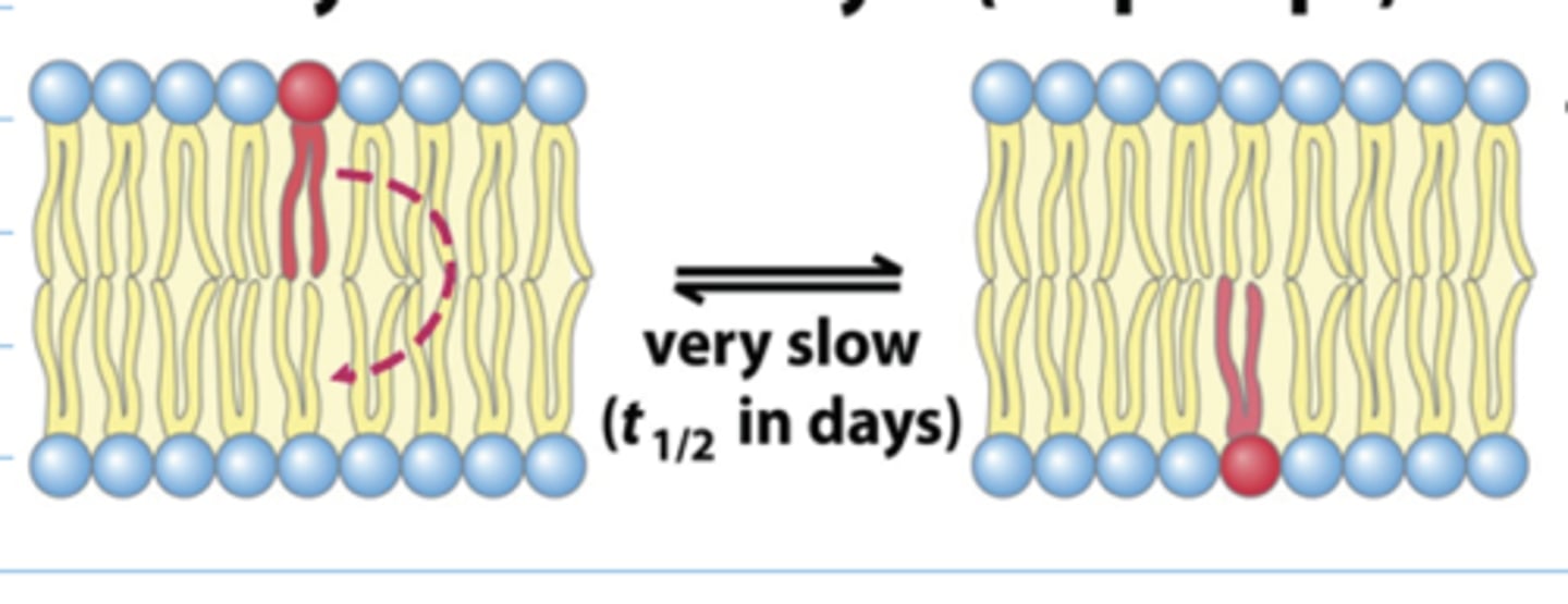 <p>spontaneous transfer of a lipid between layers (very rare)</p>