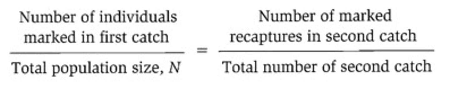 <p>• Used on animals that move or are hard to count accurately. e.g. mice.</p><p>• Over a period of time, animals are captured, recorded, and then released.</p><p>• In a second sampling period, more animals are captured and tagged. The proportion of those</p><p>caught on both occasions, can given an indication of the size of the population.</p>