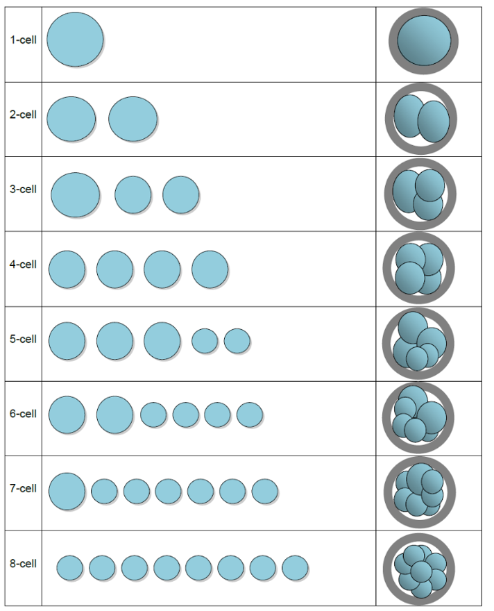 <p>x,x,x,</p><p><span>Number of cells, Blastomere size, fragmentation</span></p><p></p>