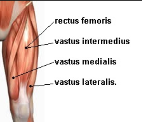<p><span><span>Leg: An extensor is the quadriceps femoris group, made up of four parts</span></span></p>