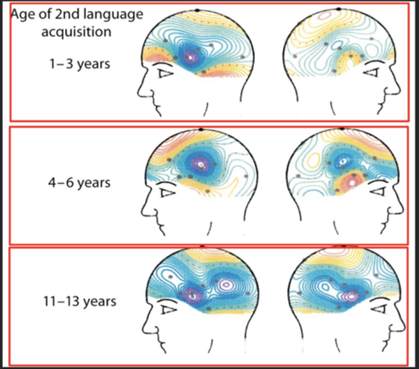 <p>- Genie, kept in closet till 13, couldn't learn to speak till later -> couldn't develop language ability beyond "toddler-level" </p><p>- easier to learn a language when younger than as an adult (even if you do as adult, brain won't process same as primary language - different cerebral organization paths => more right side activation) </p><p>- With NSL (nicaraguan Sign language), deaf kids made their own sign language -> those joining 7-8 years couldn't understand language as deeply and quickly as those 3-4 years</p>