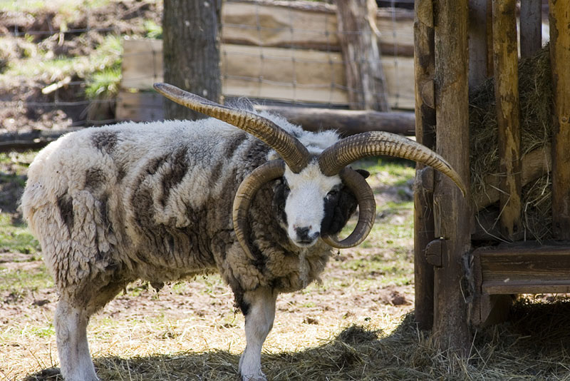 <p>horned breed. lean good quality meat and also good qualtiy fleece that can be spun into multicolor thread or seperated. unique polycerate breed (2-6 horns) with fleshy gap between them. one of hte oldest breeds in existance dating back to england in 1700s. imported to us in 1900s.</p>