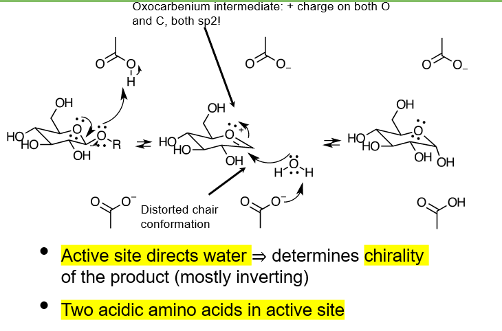 <ul><li><p>-OR group takes a hydrogen from an acidic amino acid residue of the active site, and leaves, producing an oxocarbenium ion</p></li><li><p>water molecule approaches from the opposite side of where -OR left, and attacks the positive carbon, while a hydrogen is taken from this water molecule by a COO- amino acid from the active site</p></li></ul><p></p>