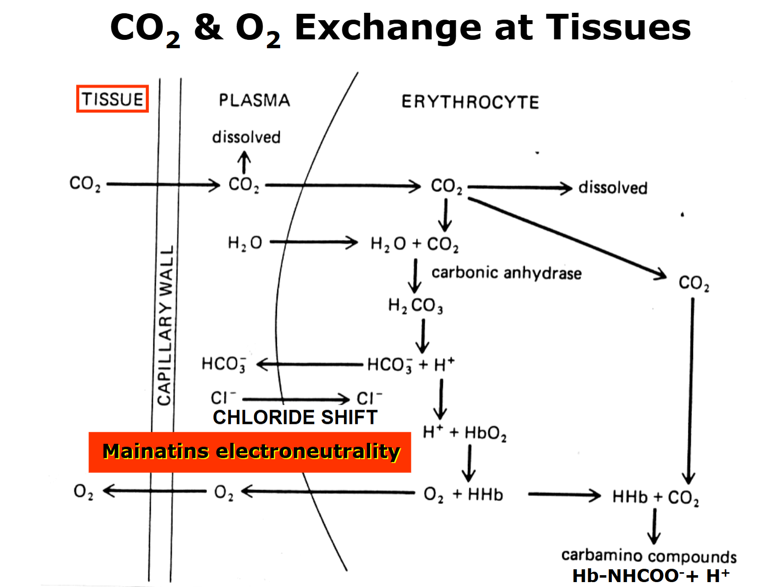 <p>Lower PO2 → H+ displaces O2 bound to Haemglobin → releases O2 into tissue</p>