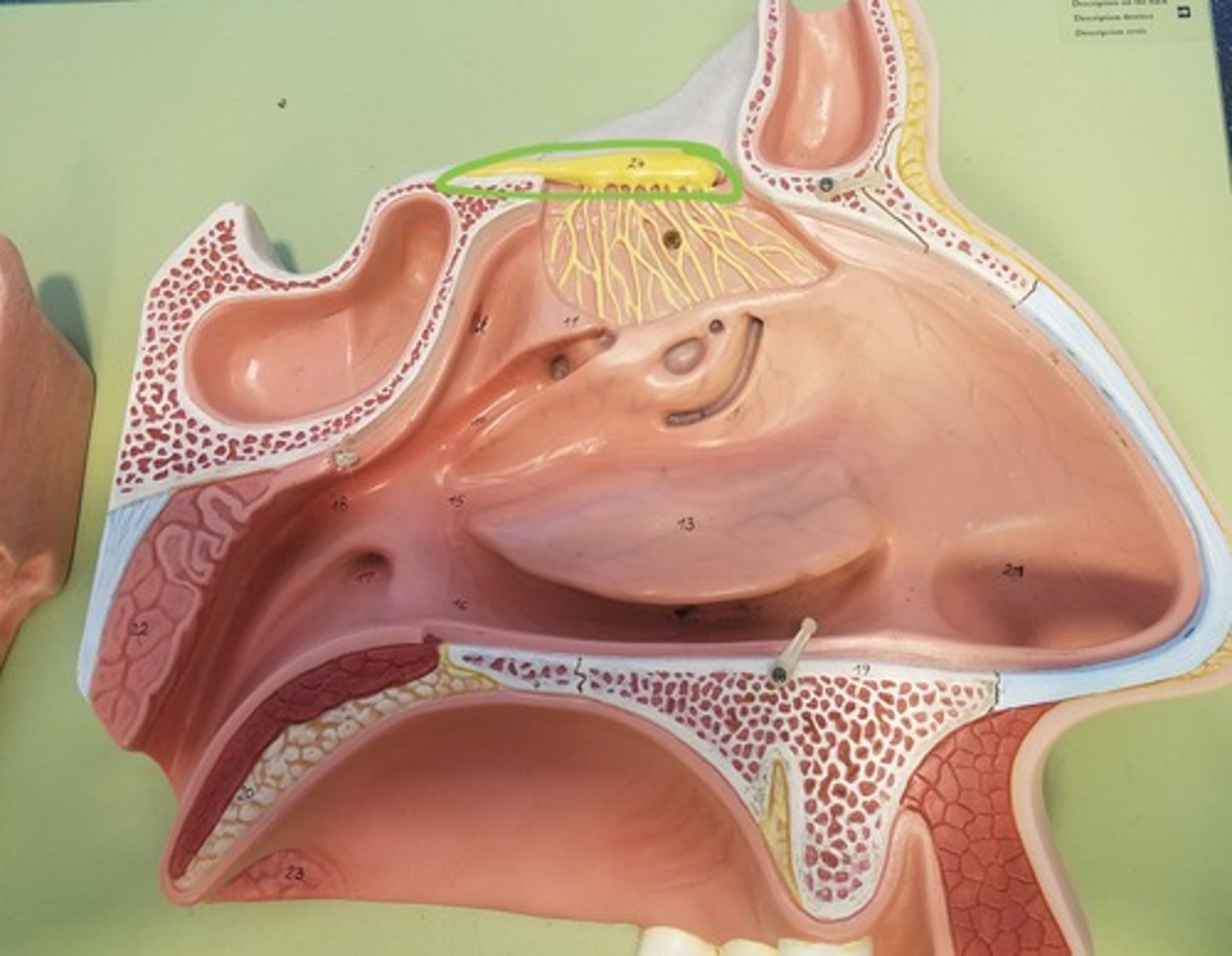 <p>Collects electrical impulses from the olfactory mucosa and directs them to the olfactory nerve</p>