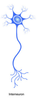 <p>inter-neurons</p>
