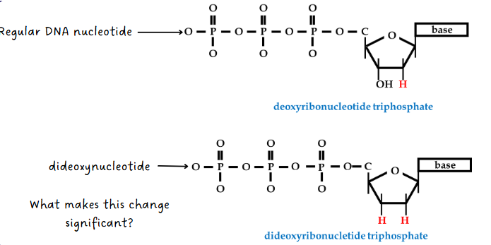 <p>(sanger sequencing) synthesis of new DNA step</p>
