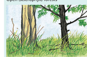 <p>Open (sclerophyll) forests</p>