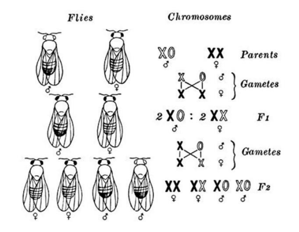 <p>Mutation</p>