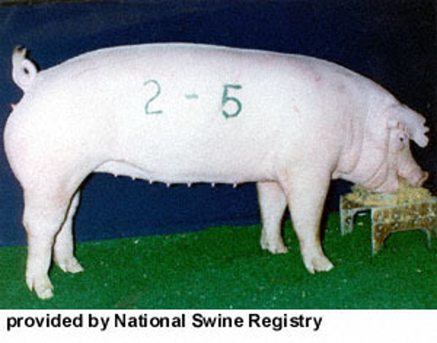<p>Originated in Chester County, Pennsylvania, white with small, floppy, drop ears, mothering breed, known to produce large litters.</p>